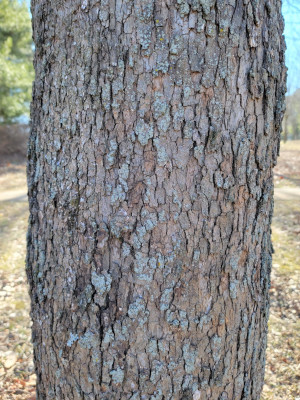 Sycamore Bark